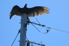 2015-08-09_13-41-11_00390