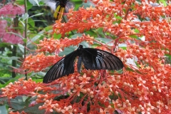 2015-10-08_12-39-17_00739