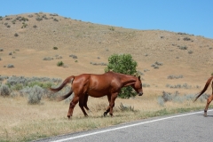 2016-07-15_13-12-48_00011