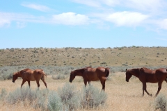 2016-07-15_13-13-23_00014