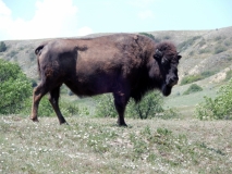 2016-07-02_13-03-27_00237