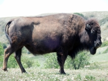 2016-07-02_13-03-31_00238