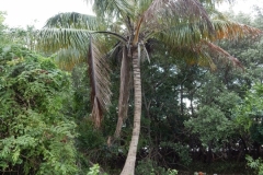 2016-01-19_15-10-22_00007