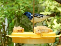 2016-02-08_13-35-24_00053