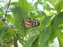 2016-02-08_13-37-12_00054