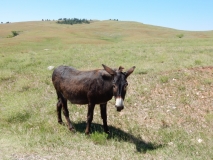 2016-07-10_14-44-04_00038