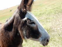 2016-07-10_14-45-09_00041