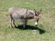 2016-07-10_14-45-52_00043