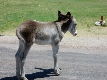 2016-07-10_14-47-19_00045