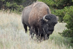 Bison