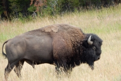 Bison