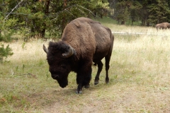 Bison