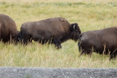 Bison